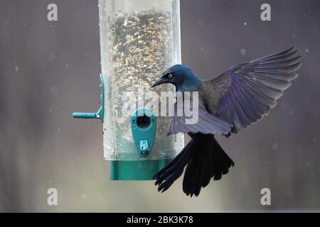 Gewöhnlicher Grackle auf Vogelfutterhäuschen zu groß Stockfoto