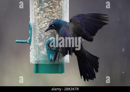 Gewöhnlicher Grackle auf Vogelfutterhäuschen zu groß Stockfoto
