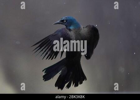 Gewöhnlicher Grackle auf Vogelfutterhäuschen zu groß Stockfoto