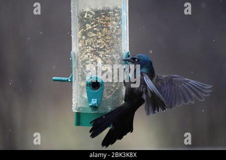 Gewöhnlicher Grackle auf Vogelfutterhäuschen zu groß Stockfoto