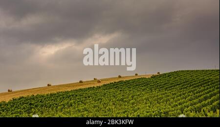Hügel der Marken im Frühjahr. Landwirtschaftliche Felder. Ländliche Landschaft. Italien Stockfoto
