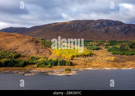 Der Blick nach Westen über Loch Garry, Lochaber, Highland Region, Schottland, Großbritannien Sonnenlicht Herbst Farben Kiefern Stockfoto