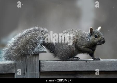 Eichhörnchen im Hinterhof Stockfoto