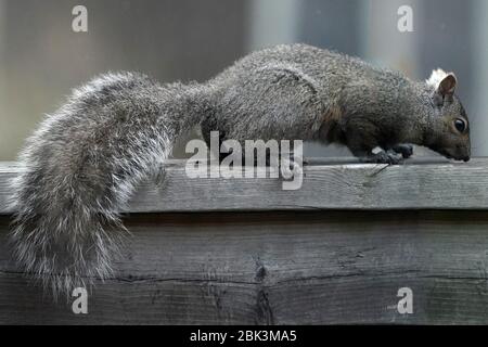 Eichhörnchen im Hinterhof Stockfoto