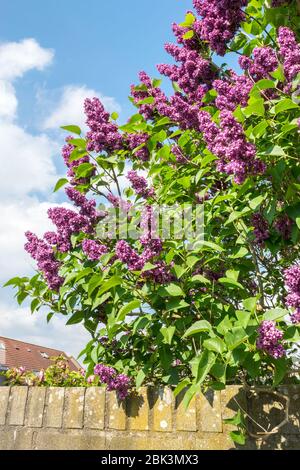 Lila oder lila gefärbt gemeinen Flieder (lateinischer Name: Syringa vulgaris) in einem städtischen Garten Stockfoto