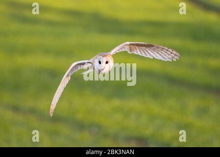 Eine wilde Barn Owl ( Tyto alba ) im Flug in Großbritannien Stockfoto