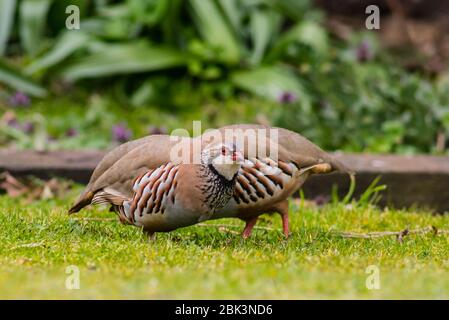 Ein Paar Rotbeins oder Französisch Partridge (Alectoris rufa) in Großbritannien Stockfoto