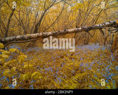 Bluebells blühend in Waldgebieten im Frühjahr, Surrey, England, Vereinigtes Königreich, Europa Stockfoto