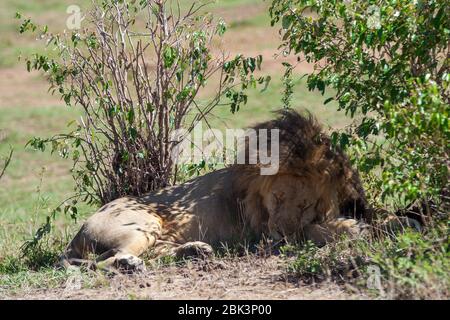 Löwen, Maasai Mara Nationalpark, Kenia Stockfoto