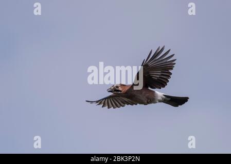 Ein Eichelhäher ( Garrulus glandarius ) im Flug in Großbritannien Stockfoto