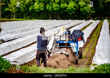 Ein Wanderarbeiter aus Bulgarien, der während der Ernte einen Spargelschneider auf einem Feld betreibt.Spargel ist ein Gemüse, das vom Boden wächst, es wird traditionell von April bis Juni geerntet und Spargelsaison dauert etwa zwei Monate in den Niederlanden. Stockfoto