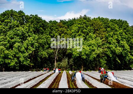 Wanderarbeiter aus Bulgarien, die Spargelschneider während der Ernte auf einem Feld betreiben.Spargel ist ein Gemüse, das vom Boden wächst, es wird traditionell von April bis Juni geerntet und Spargelsaison dauert etwa zwei Monate in den Niederlanden. Stockfoto