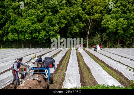 Ein Wanderarbeiter aus Bulgarien, der während der Ernte einen Spargelschneider auf einem Feld betreibt.Spargel ist ein Gemüse, das vom Boden wächst, es wird traditionell von April bis Juni geerntet und Spargelsaison dauert etwa zwei Monate in den Niederlanden. Stockfoto