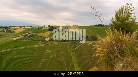 Hügel der Marken im Frühjahr. Landwirtschaftliche Felder. Ländliche Landschaft. Italien Stockfoto