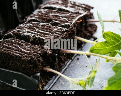 Junge Tomatensämlinge (Sorte Harzfeuer) in einem Wurzeltrainer. Stockfoto