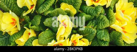 Frühling Blüte im Garten, primel primula vulgaris Stockfoto