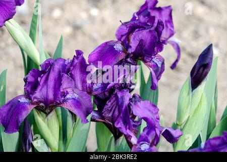 Blaue Irisen, bärtige Iris 'Caress' Standard Zwerg Bartlilie barbata Nana Stockfoto