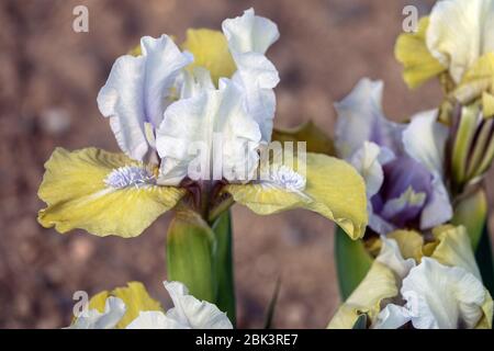 Weiße Irisen, bärtige Iris 'Webelos' Standard Zwerg Bartlilie barbata nana Stockfoto