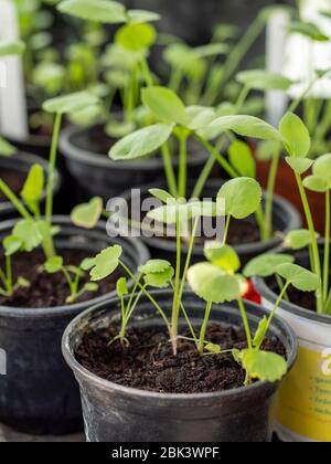 Falsche Queen Anne's Spitze (Ammi majus) Sämlinge Stockfoto