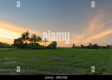 Landschaftlich schöner Blick über das Feld bei Sonnenuntergang in Bukit Mertajam, Penang. Stockfoto