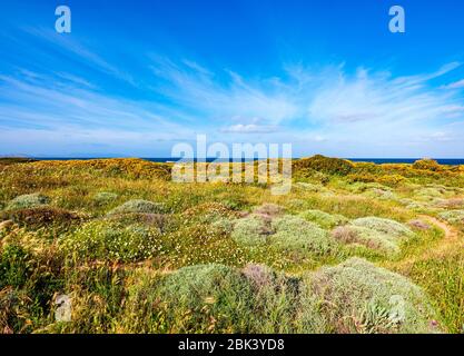 Wilde Vegetation im Frühling in der Nähe des Strandes von Lampianu, Stintino, Sardinien Stockfoto