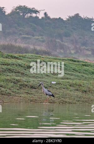 Asiatische Openbill an rosa Beine gesichtet Stockfoto