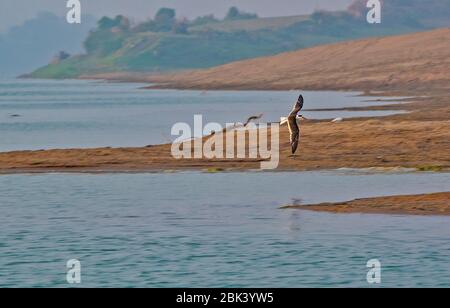 Indian Skimmer im Flug weit in Palighat Chambal Sanctuary Stockfoto