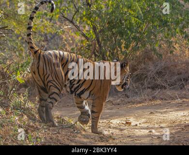 Noor die Tigress von hinten in Ranthambore National Park, Sawai Madhopur, Rajasthan, Indien Stockfoto