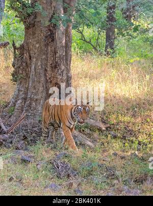 Noor die Tigress Wandern im Ranthambore National Park, Sawai Madhopur, Rajasthan, Indien Stockfoto