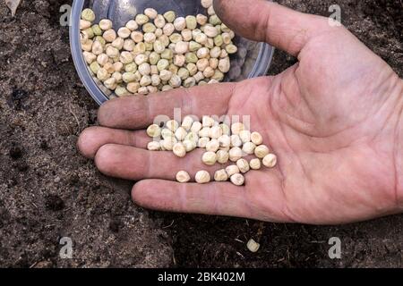 Aussaat Erbsen, Samen auf der Hand des Mannes. Frühling im Garten. Stockfoto