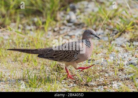 Gefleckte Taube - Spilopelia chinensis, gemeinsame schöne Taube aus südostasiatischen Wäldern und Gärten, Pangkor, Malaysia. Stockfoto