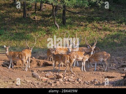 Entdeckte Hirsch Herde im Ranthambore National Park, Sawai Madhopur, Rajasthan, Indien Stockfoto