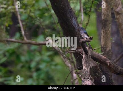 White Bellied Drongo in Ranthambore National Park, Sawai Madhopur, Rajasthan, Indien Stockfoto