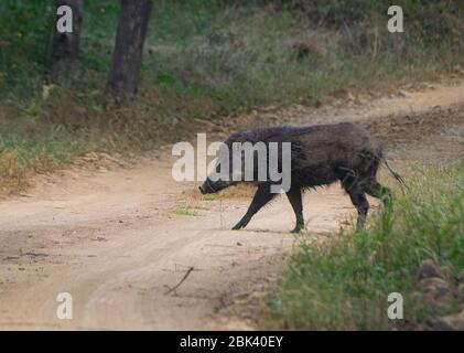 Wildschwein über die Straße in Ranthambore National Park, Sawai Madhopur, Rajasthan, Indien Stockfoto