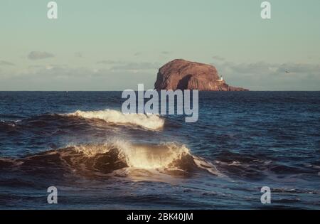 Meereswellen und Leuchtturm auf einer Klippe bei Sonnenuntergang. Bass Rock, Schottland, Vereinigtes Königreich Stockfoto