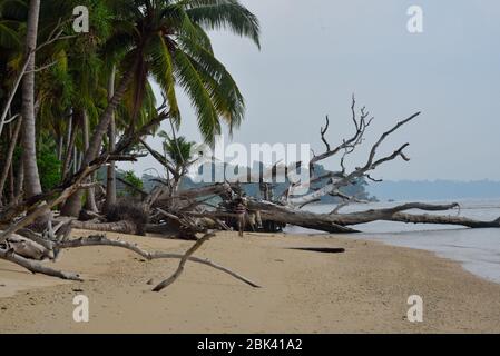 Radhanagar Strand, Havelock Insel, Andaman Inseln Stock Foto Stockfoto