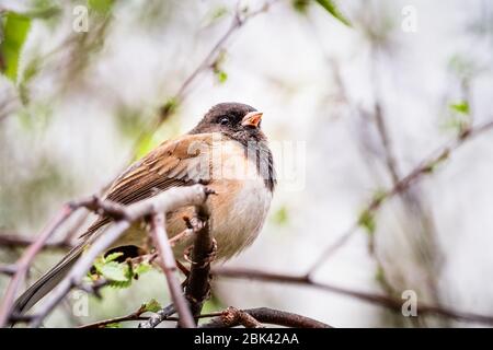 Dark Eyed Junco (Junco hyemalis) auf einem Ast in einer Birke, Kalifornien; selektiver Fokus, geringe Schärfentiefe Stockfoto