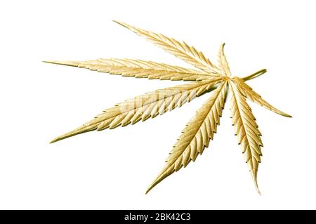 Golden Colored Leaf of Full-grown Hanf - Cannabis - isoliert auf weißem Hintergrund mit Schatten. Anbau von medizinischem Marihuana. Studioaufnahme. Stockfoto