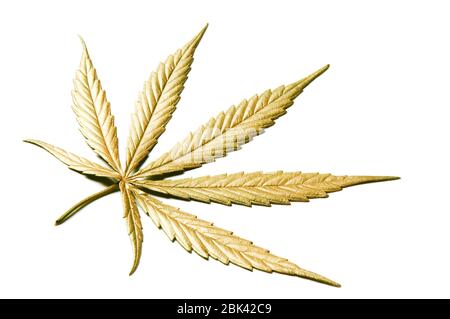 Golden Colored Leaf of Full-grown Hanf - Cannabis - isoliert auf weißem Hintergrund mit Schatten. Anbau von medizinischem Marihuana. Studioaufnahme. Stockfoto