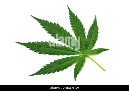 Frisches grünes Blatt von ausgewachsenem Hanf - Cannabis - isoliert auf weißem Hintergrund. Anbau von medizinischem Marihuana. Studioaufnahme. Stockfoto