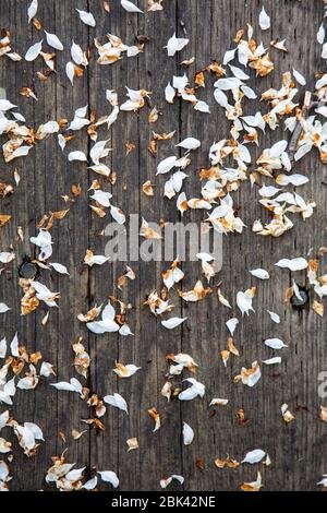 Verfallende Baumblüten auf einem verwitterten Holzsteg in Steveston British Columbia Kanada Stockfoto