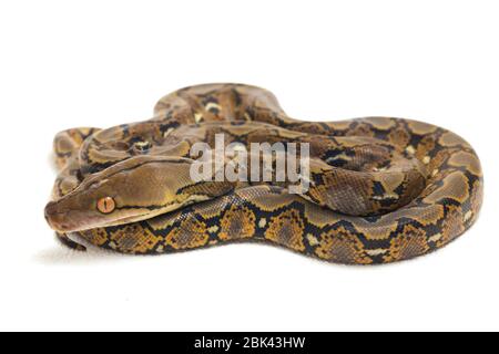 Netzpython (Python reticulatus) auf weißem Hintergrund. Stockfoto