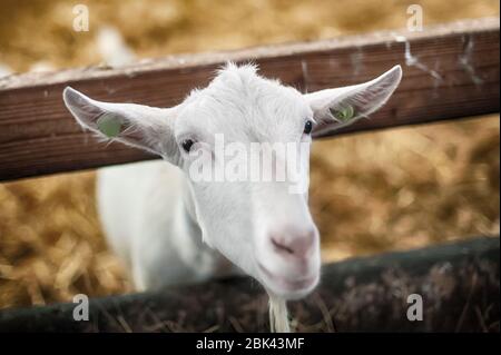 Liebenswert weiße Ziege ohne Hörner steht in einer Scheune. Schön gepflegt Stockfoto