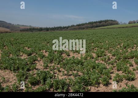 Frühling wachsende Ernte von Broad Bean Gemüsepflanzen (Vicia faba) in einem Feld auf einem Bauernhof in ländlichen Devon, England, Großbritannien Stockfoto