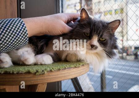 Streichelkatze in einem Cat Cafe, Tokio, Japan Stockfoto