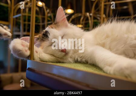 In einem Cat Cafe, Tokio, Japan Stockfoto