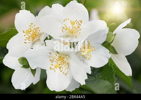 Jasminblüte im Freien im Garten Hintergrund Stockfoto