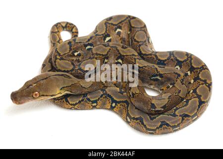 Netzpython (Python reticulatus) auf weißem Hintergrund. Stockfoto