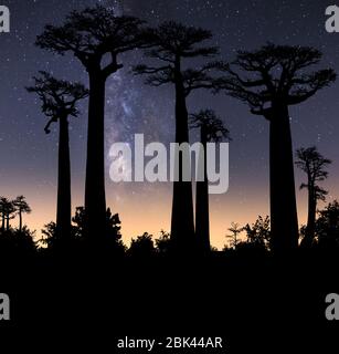 Typische Bäume Madagaskars, bekannt als Adansonia, Baobab, Flaschenbaum oder Affenbrot mit einem bunten Nachthimmel im Hintergrund mit der Milchstraße Stockfoto