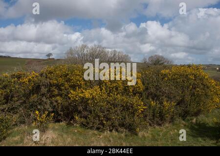 Spring Flowering Bright Yellow Wild Gorse Strrübs (Ulex europaeus) wächst auf einem Feld in der ländlichen Devon Landschaft, England, Großbritannien Stockfoto